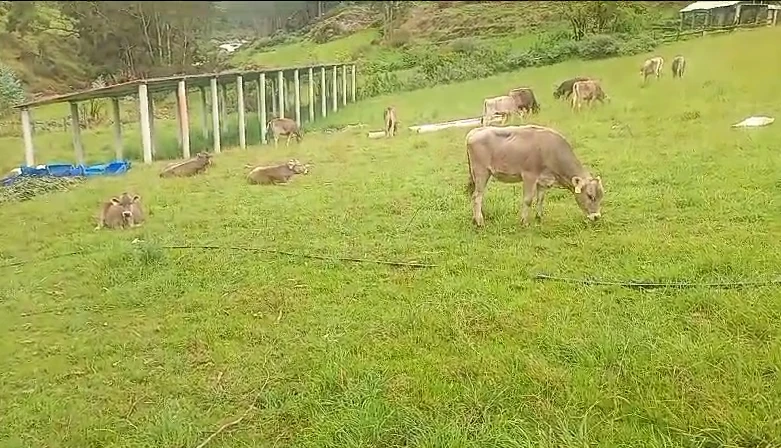 vacas-en-grupo